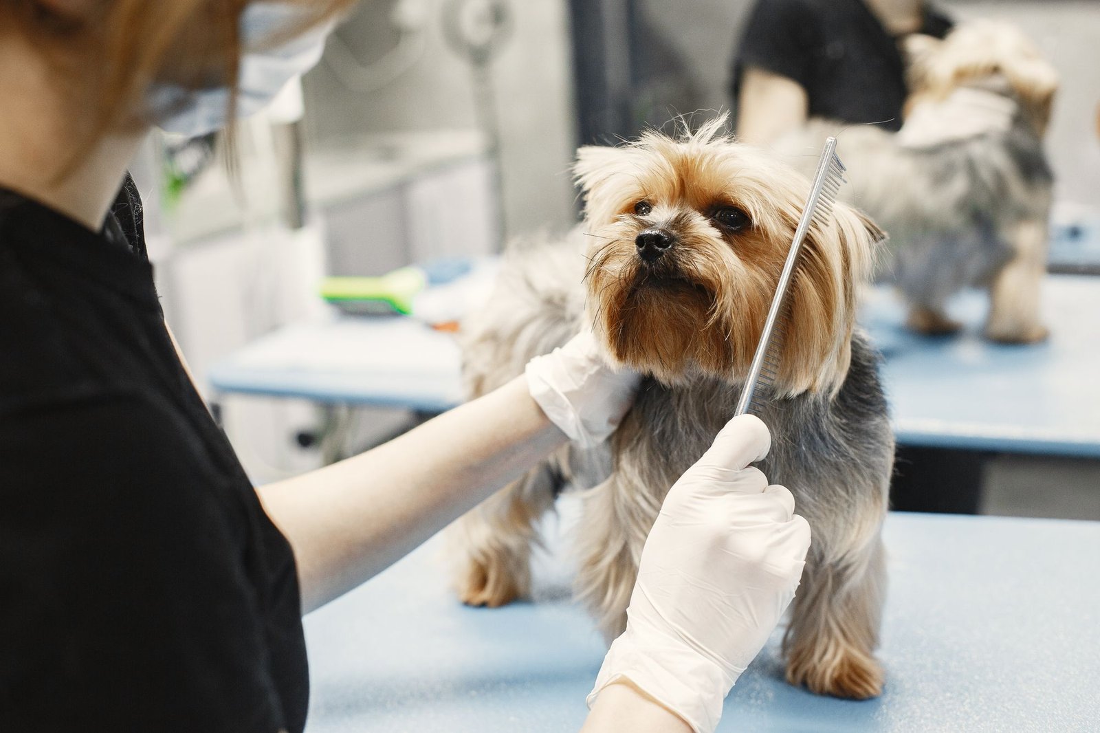 Yorkshire Terrier îngrijit la masa de grooming
