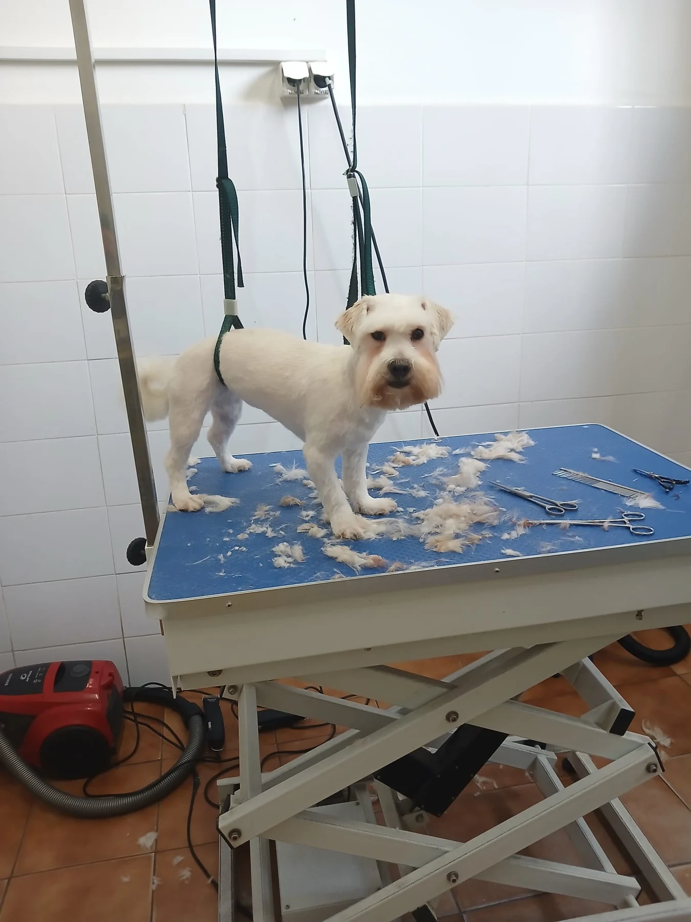 Cățel crem · înainte și după · după · salonul Animax Turda